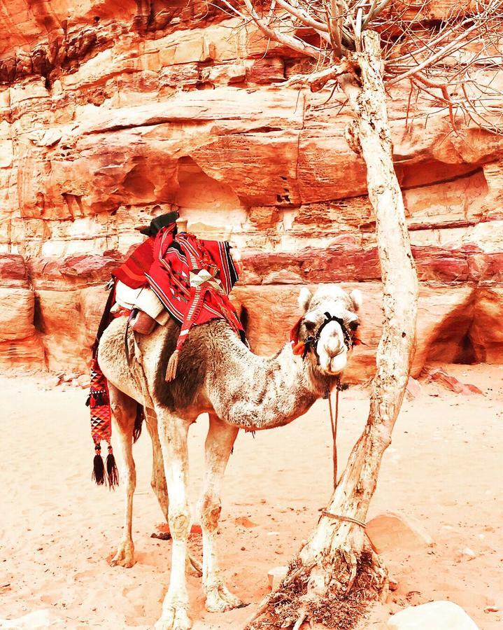 Wadi Rum Light Camp المظهر الخارجي الصورة
